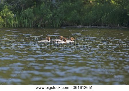 Mergansers On Patrol In Bell Lake In Quetico Provincial Park In Ontario
