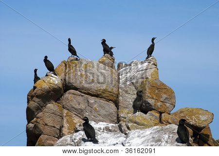 Cormorán Huppe Outpost