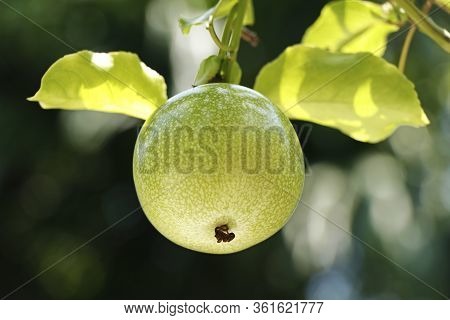 Yellow Passion Fruit On Vine, Passion Fruit Is The Fruit Of A Number Of Plants In The Passiflora Fam