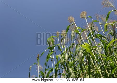 Broom Corn, Sorghum Millet, Growing Tall Against A Cloudless Blue Sky, Horizontal Aspect