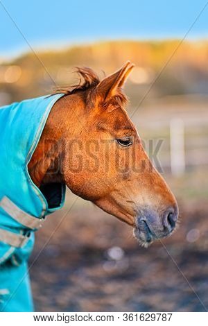 Brown Horse With Caparison In The Farm Yard In Spring Sunset.