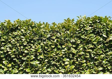 Evergreen Hedge Of Cherry Laurel Shrubs On A Sunny Day In Early Springtime