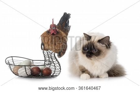 Malaysian Serama And Birman Cat In Front Of White Background