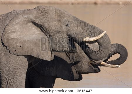 African Elephants