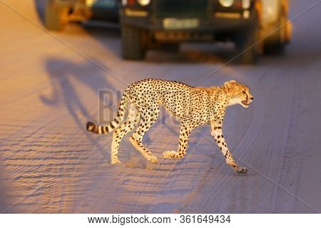 The Young Cheetah (acinonyx Jubatus) Runs The Road Between The Cars. Cheetah In The Late Evening Lig