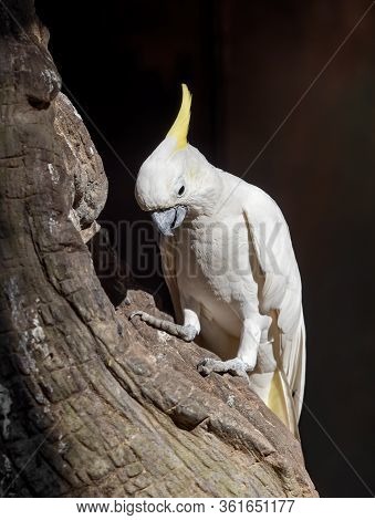Closeup Yellow Crested Cockatoo Perched On Branch Isolated On Background