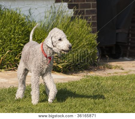 Bedlington Terrier cane