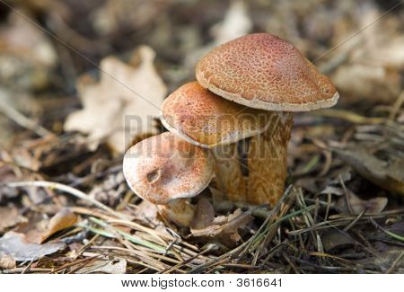Pilze