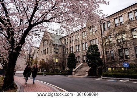 Seoul, South Korea - April 10, 2019 : Students Walking Among Beautiful Cherry Blossoms In Spring At 