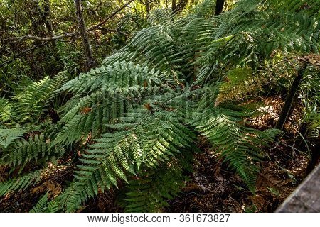 A Wonder Through Waiau Kauri Grove, Coromandel, New Zealand