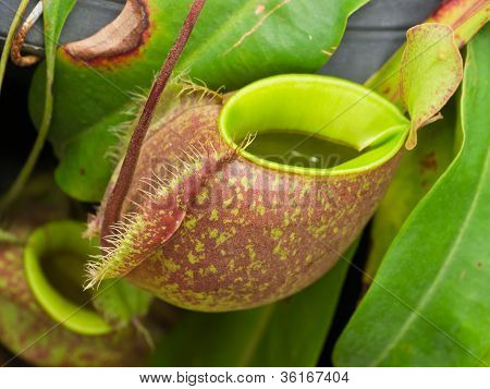 Plantas tropicales del lanzador