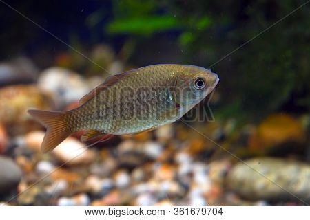 Wild Crucian Carp In The Aquarium. Carassius Carassius
