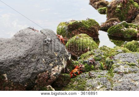 Sally světlo noha Krabi