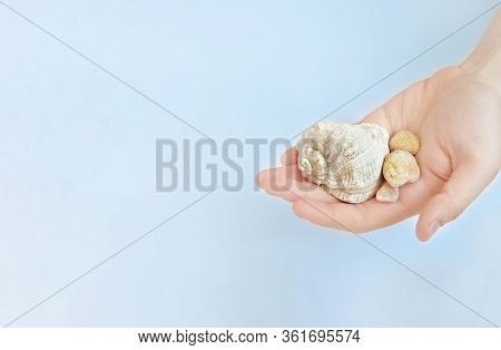 The Palm Of A Person Several Sea Shells On A Blue Background. Mockup, Copy Space..travel Trough The 