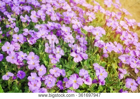Beautiful Flowers Purple Aubrieta In A Sunny Garden. Aubrieta Deltoidea. Spring Flower. Soft Selecti