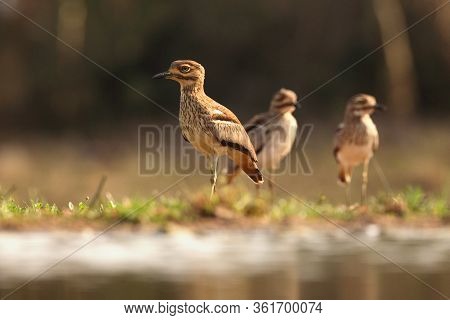 The Water Thick-knee (burhinus Vermiculatus), Or Water Dikkop Standing On The Shore.