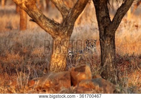 The Cheetah (acinonyx Jubatus) Lyingin The Grass At Sunset. Cheetan In The Grass.