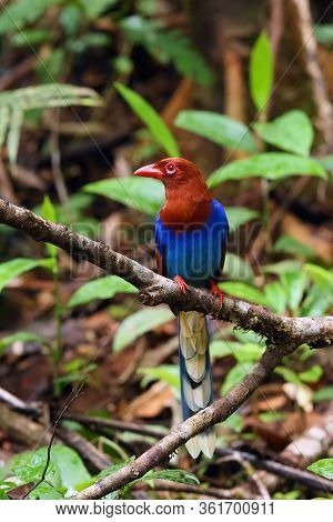 The Sri Lanka Blue Magpie Or Ceylon Magpie (urocissa Ornata) Sitting On The Branch Middle Of The Rai