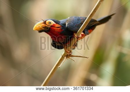 The Bearded Barbet (lybius Dubius) Sitting On The Branch.