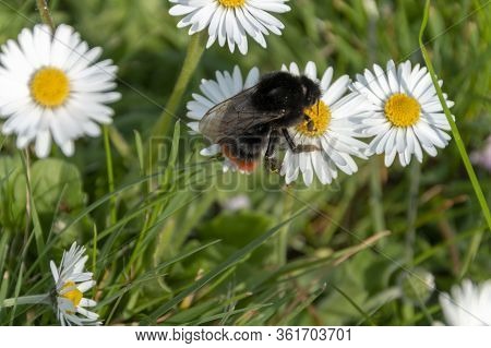 A Close Up View Of A Bumble Bee Collecting Pollen Off Small Daisy Flowers In A Open Public Park