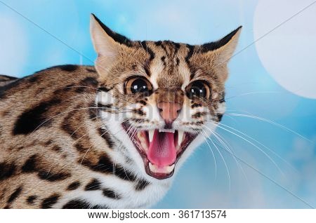 Asian Leopard Cat In The Blue Background
