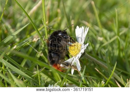 A Close Up View Of A Bumble Bee Collecting Pollen Off Small Daisy Flowers In A Open Public Park