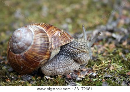 Land Snail