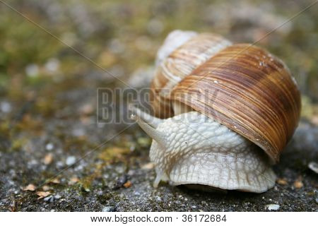 Land Snail