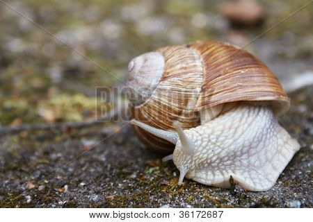 Land Snail