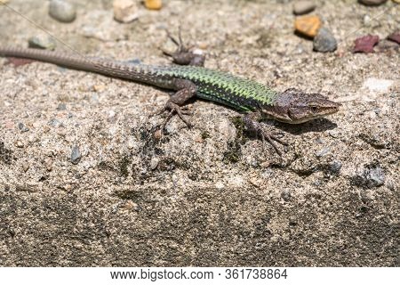 Green Lizard Sits On A Stone Under The Sun. The European Green Lizard Lacerta Viridis. Background Li