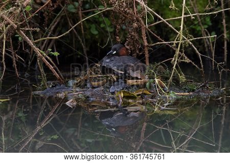 Little Grebe (tachybaptus Ruficollis) Reflected In The Dark Green Water Of A Canal