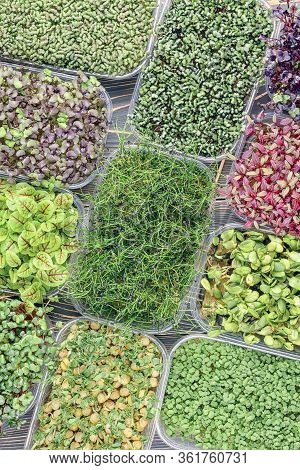 Set Of A Large Number Of Containers With Micro Green. Young Shoots Of Onions, Basil, Peas. Great Foo
