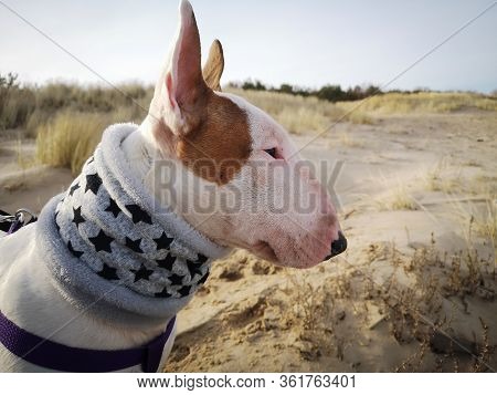 Close Up Portrait Of White Ginger Spotted English Bull Terrier Bullterrier On A Beach Looking Somewh
