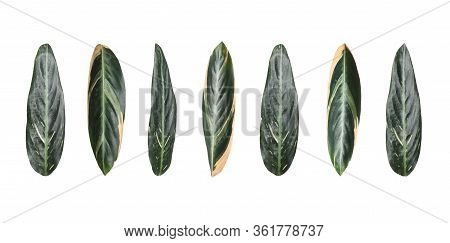 Set With Leaves Of Tropical Stromanthe Plant On White Background. Banner Design