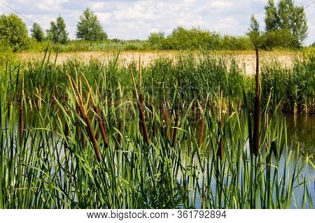 Common Bulrush (typha Latifolia) Or Broadleaf Cattail