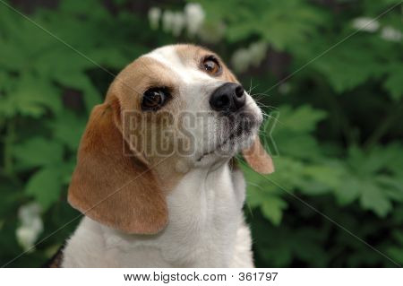 Soulful Beagle