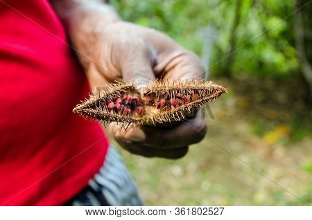 Close Up Of Red Seeds In A Roucou Pod Being Held By A Man In A Red T-shirt.  The Bixa Orellana, Or A