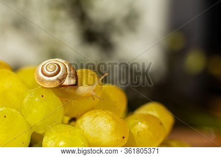 Close-up Of A Small Snail Crawling Over Grapes Quiche Mish.