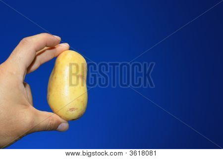 První sklizni brambor