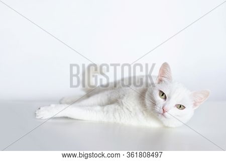 White Graceful Cat With Yellow Eyes And With Cute Pink Nose On White Background. Adorable Domestic O