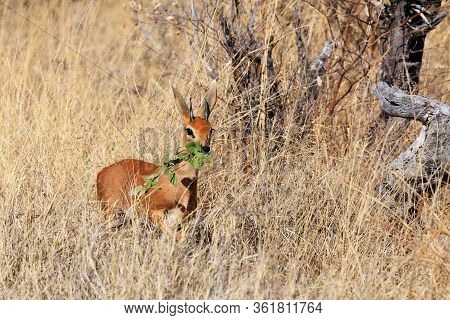 The Steenbok (raphicerus Campestris) With A Piece Of Greenery In The Mouth In The Dry Grass.small An