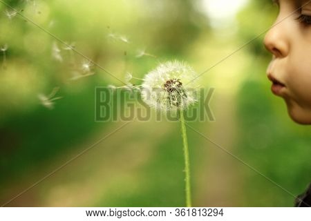 A Child Blowing On Dandelions. The Fluffs Fly Away