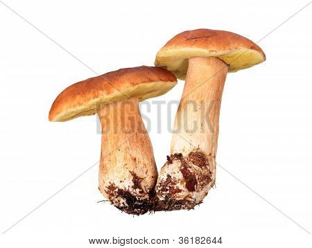 เห็ด: Boletus Edulis