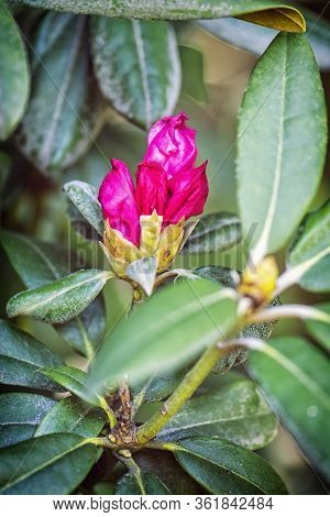 Flower Buds Of Rhododendron In Springtime. Seasonal Natural Scene.