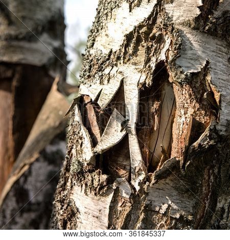 The Tree Bark Is Severely Damaged By Human Hand. Nature Protection. Eco Concept.