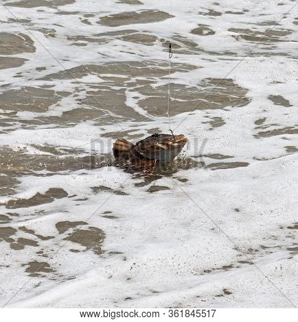 A Sea Robin Fish Is Reeled In To The Shore With A Hook In Its Mouth And Blood In The Water.
