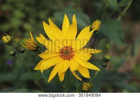 Growing Yellow Helianthus Tuberosus Flower Head Against Its Natural Foliage Background, Also Known A