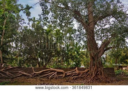 Eastern India. The State Of Assam. A Huge Ficus Tree That Has Taken Root Along The Wall Of A Stone F
