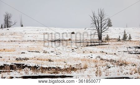 Dead Tree Inside Grass Field On Mountain Slope Inside Yellowstone National Park, Wyoming, Usa Covere