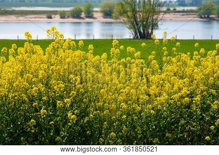Spring Nature Landscape With Yellow Blossom Of Rapeseed Plants In Sunny Day In Betuwe, Gelderland, N